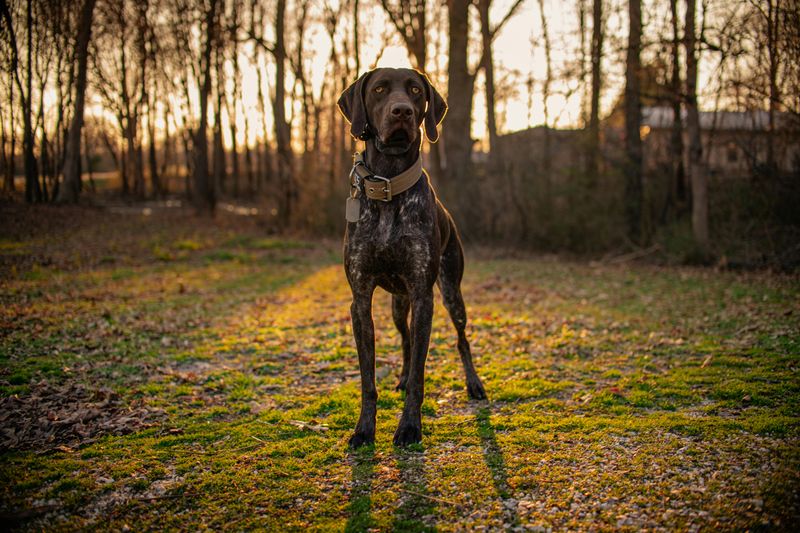 German Shorthaired Pointer