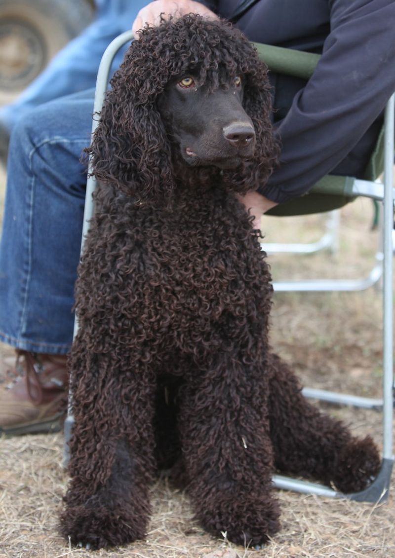 Your sofa doesn't need to grow a second coat every week - These dogs tend to shed less 12 Irish Water Spaniel