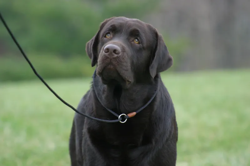 Dogs Learn From Screens More Than Expected - 10 Breeds Used in Visual Cognition Studies 9 Labrador Retriever