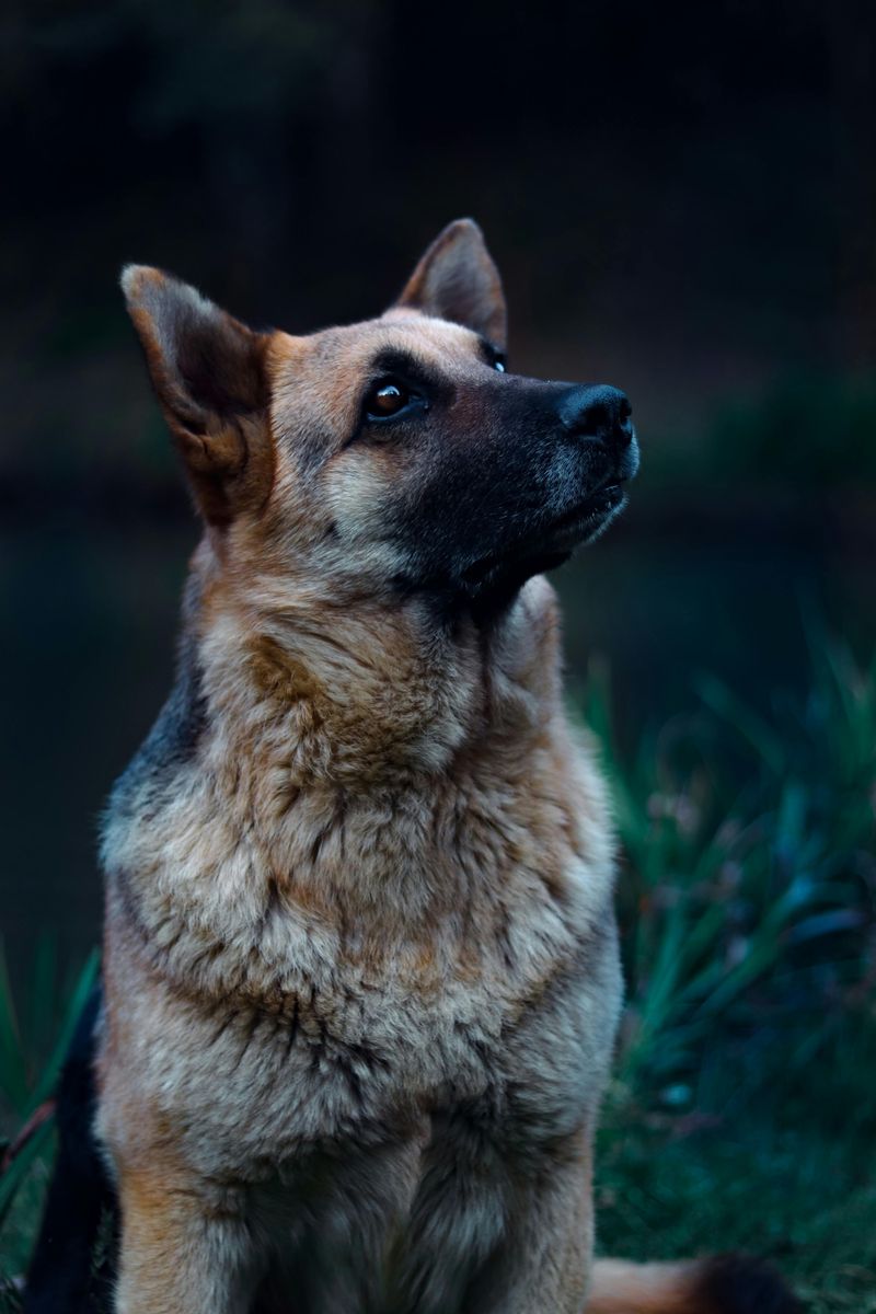 German Shepherd Dog