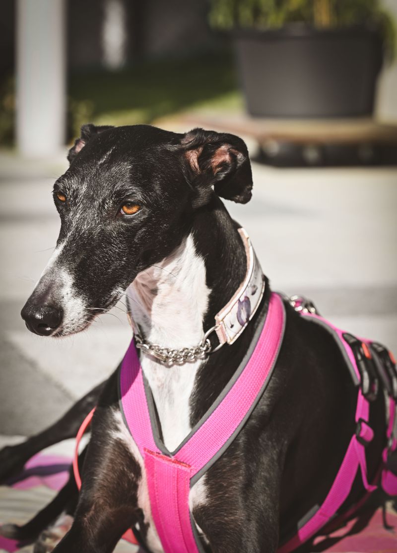 One harness doesn't fit every dog - and these breeds are a perfect example 3 Greyhound