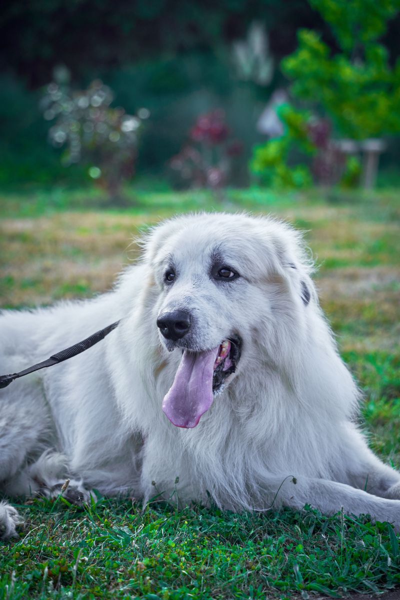 These dogs don't need to announce how powerful they are every five minutes 8 Great Pyrenees - cloud-soft guardian