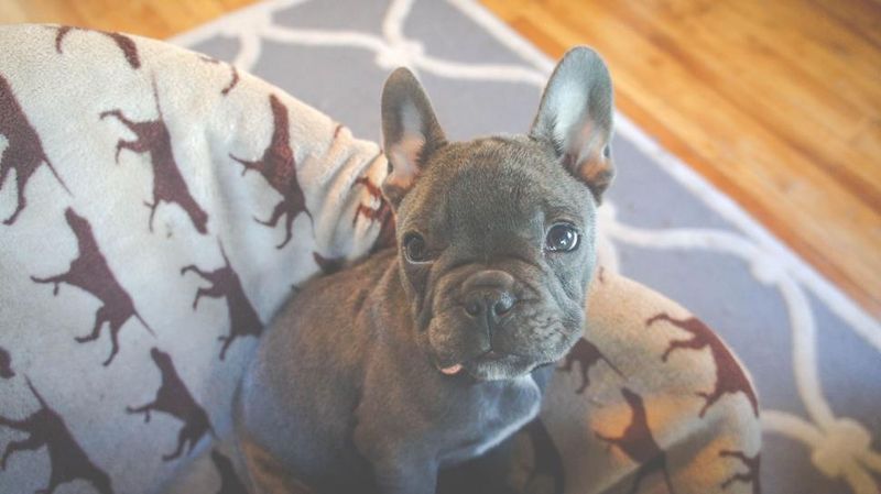 15 companion dog breeds perfect for indoor households and apartments 7 French Bulldog