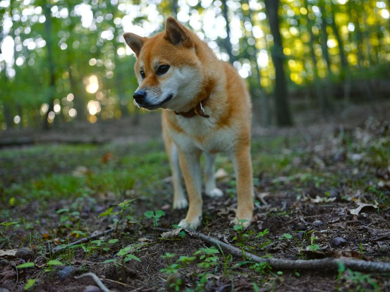 These 11 dog breeds may behave perfectly on leash - but freedom can reveal another side 4 Shiba Inu