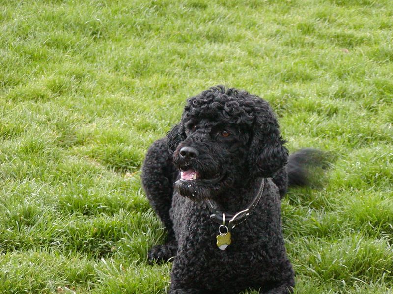 Balanced energy is one of the biggest strengths of these 11 remarkably adaptable dog breeds 3 Portuguese Water Dog