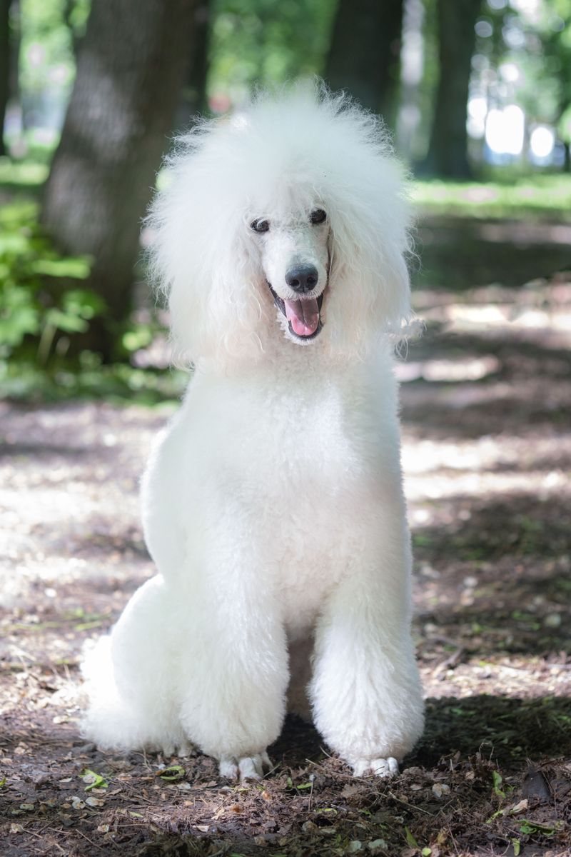 Gentle handling brings out the best in these emotionally aware companions 6 Standard Poodle