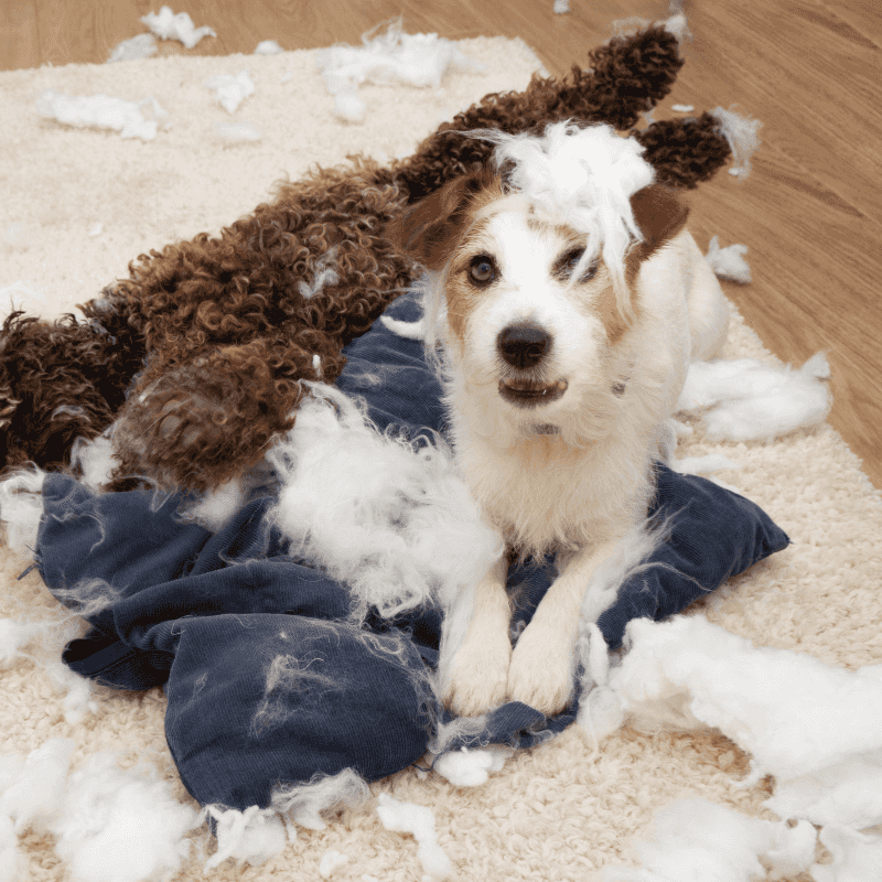 Ignoring separation anxiety signs