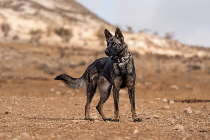 Dutch Shepherd