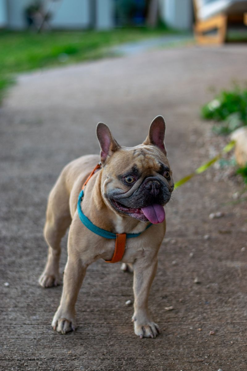 Looking for a confident companion that doesn't need endless space? These breeds deliver 6 French Bulldog