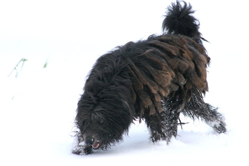 Bergamasco Sheepdog
