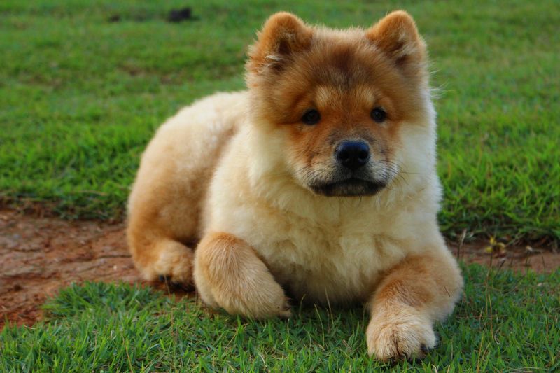11 stubborn dog breeds that challenge owners daily - and still steal their hearts 6 Chow Chow