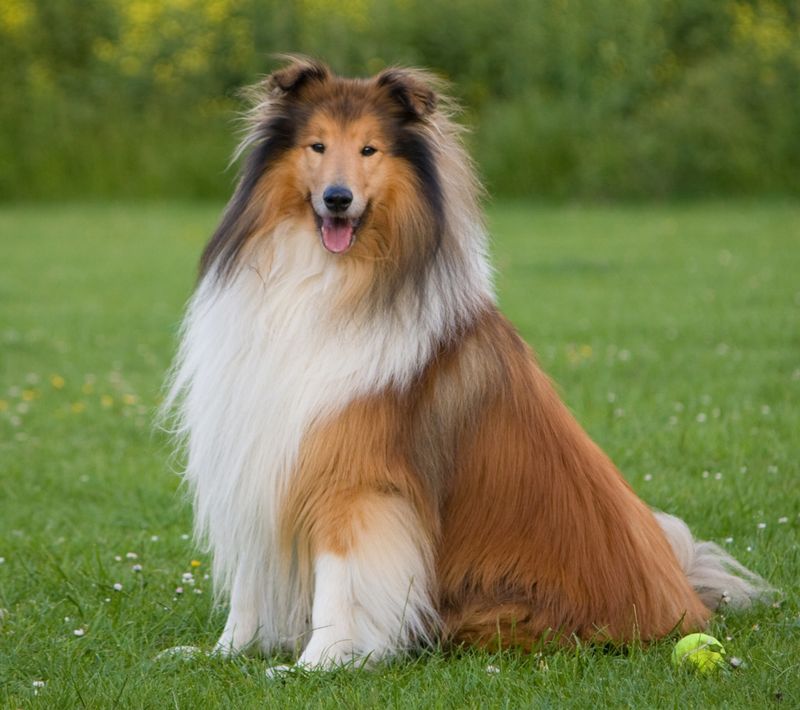 These once-familiar dog breeds have slipped from the spotlight without losing their devoted fans 4 Collie