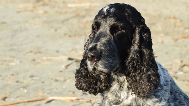 English Cocker Spaniel