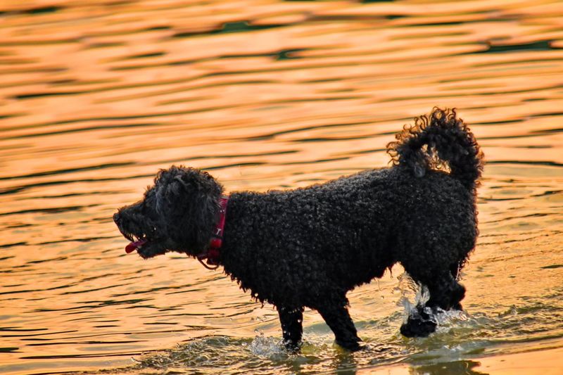 15 dog breeds that seem like they would be the stars of a long summer spent outdoors 5 Portuguese Water Dog