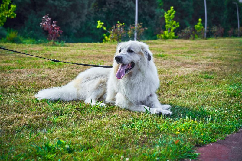 The real personality of these dog breeds only appears after they settle into a family 4 Great Pyrenees