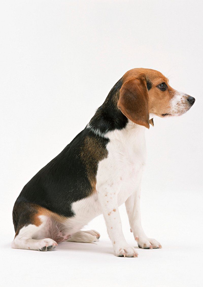 Balanced energy is one of the biggest strengths of these 11 remarkably adaptable dog breeds 11 Beagle