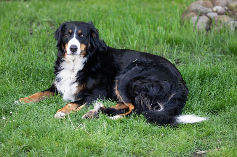 Bernese Mountain Dog: Calm Farm Helper