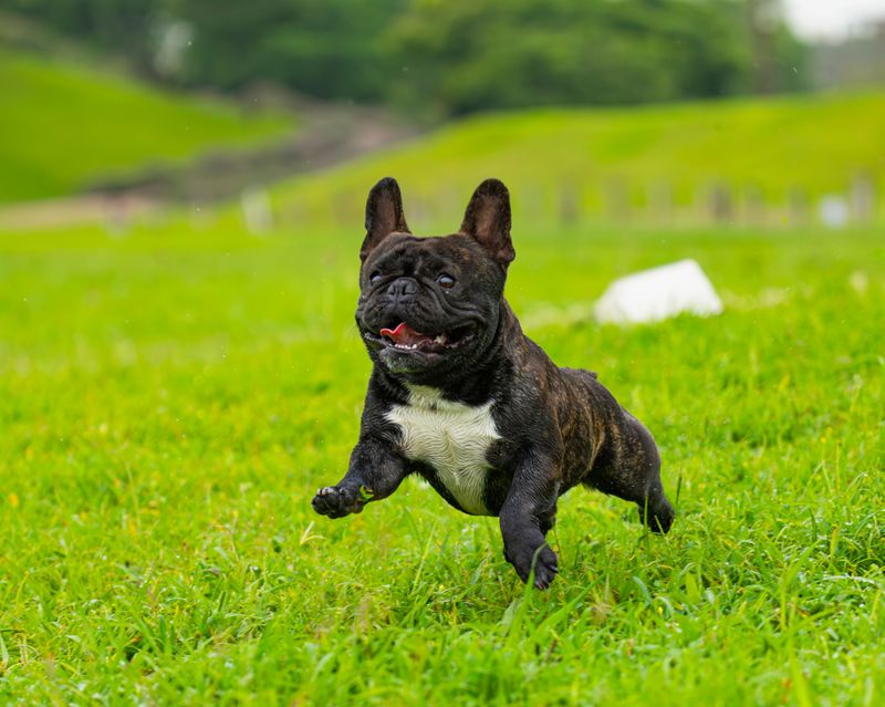 Your summer routine may feel normal - These breeds may need you to completely rethink it 2 French Bulldog: Keep the Zoomies Brief