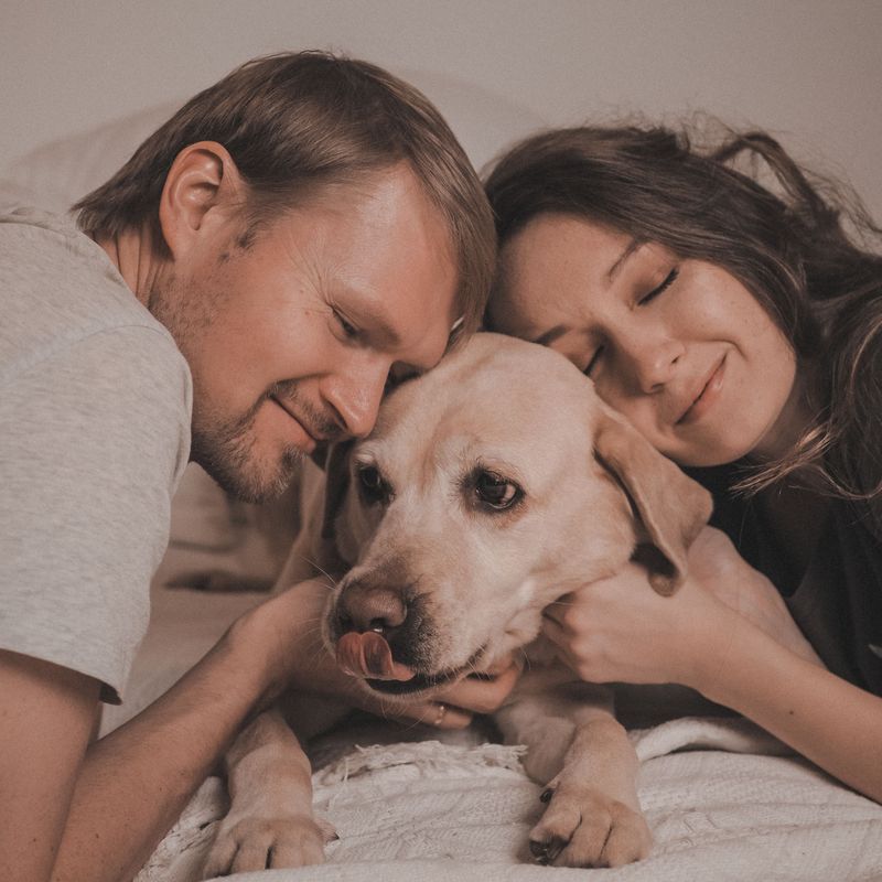 Labrador Retriever: America's Favorite Comforter