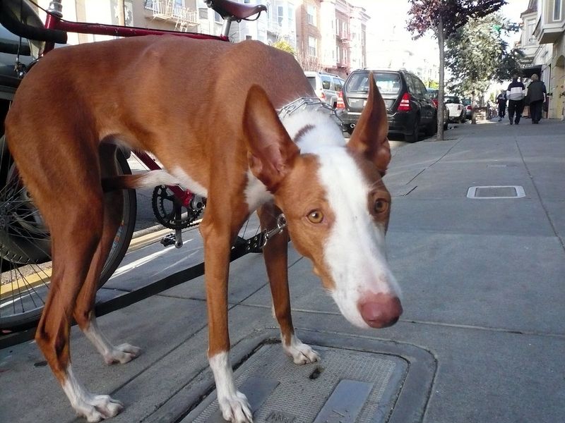 Ibizan Hound