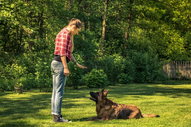 Smart dogs learn commands quickly - Unfortunately, they can learn your weaknesses just as fast 4 German Shepherd
