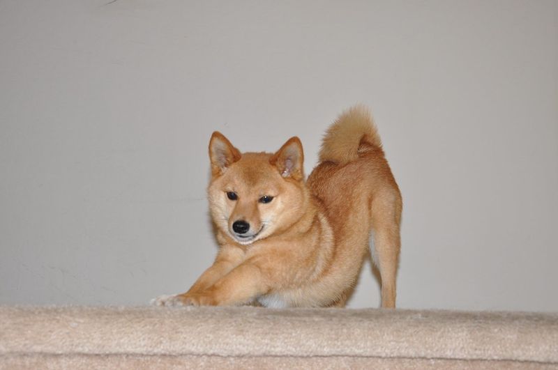 14 dog breeds that become fascinated with the same places on walks - and scent may explain why 12 Shiba Inu