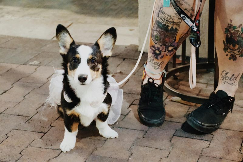 Dogs With “Built-In Style” - 10 Breeds That Look Like They Came With a Signature Design 3 Cardigan Welsh Corgi