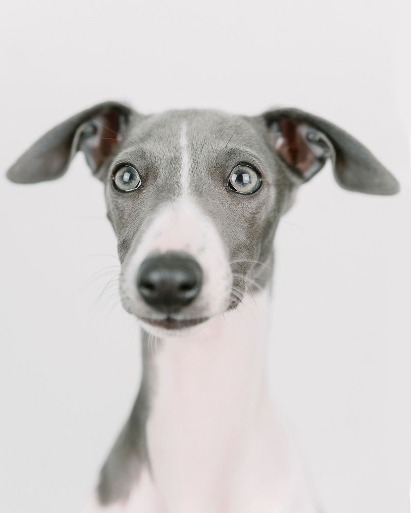 Nail day becomes a major household event with these 12 expressive breeds 8 Italian Greyhound