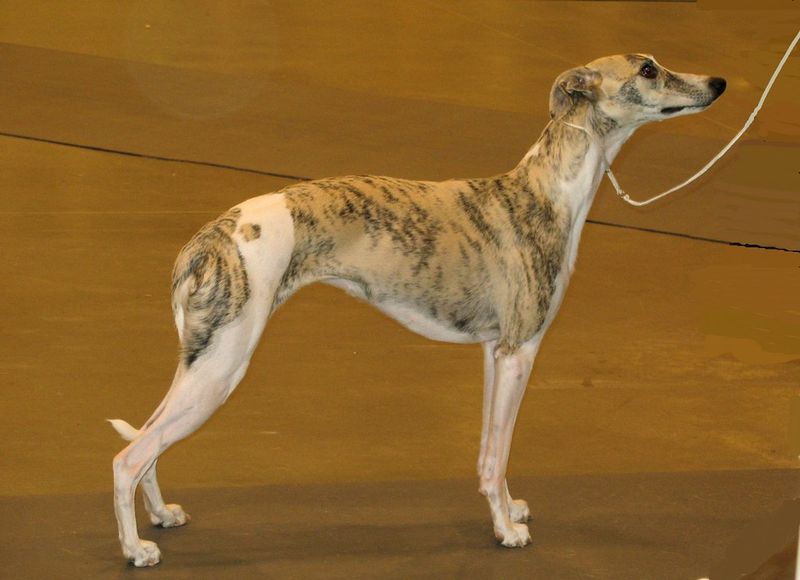 Living with these dog breeds often feels easier because they rarely resist the little things 6 Whippet