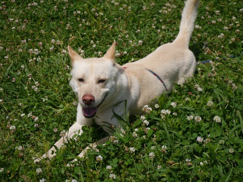 Canaan Dog