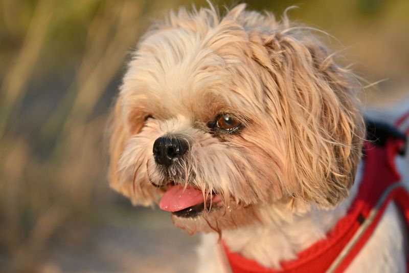 Warm weather isn't equally safe for every dog - and these breeds prove why 11 Shih Tzu