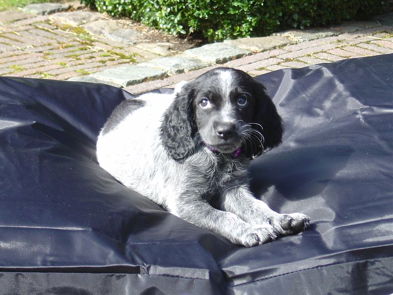 Blue Picardy Spaniel
