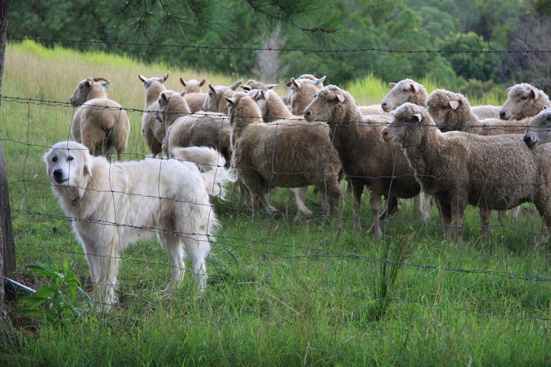 Maremma Sheepdog