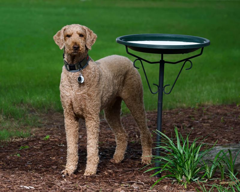 Curly Coated Retriever