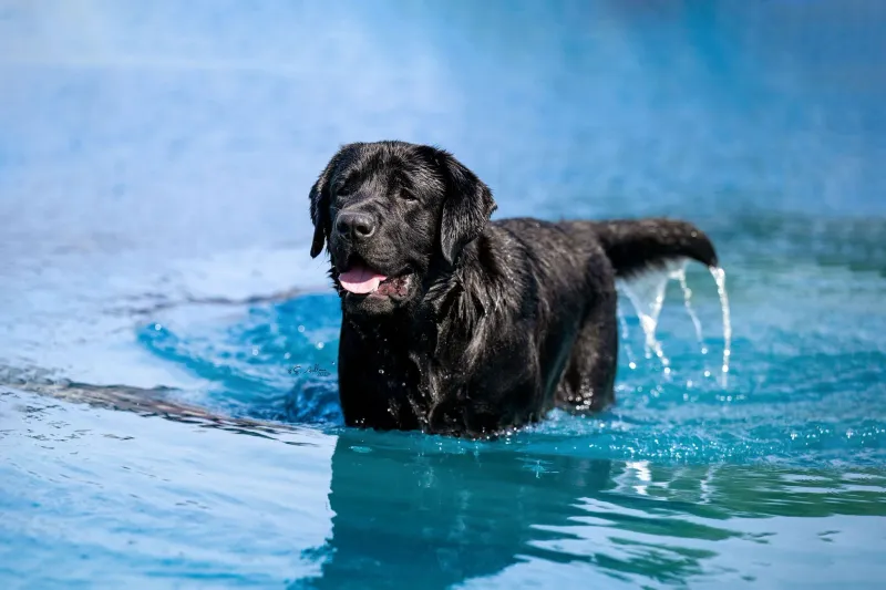 Life doesn't always follow a schedule - and these dog breeds seem perfectly fine with that 5 Labrador Retriever