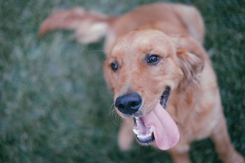 New to dog ownership? These breeds have qualities that can make the transition feel more natural 2 Golden Retriever