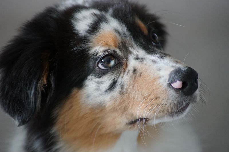 Dog ownership trends are changing, and these 14 breeds are feeling it 7 Australian Shepherd