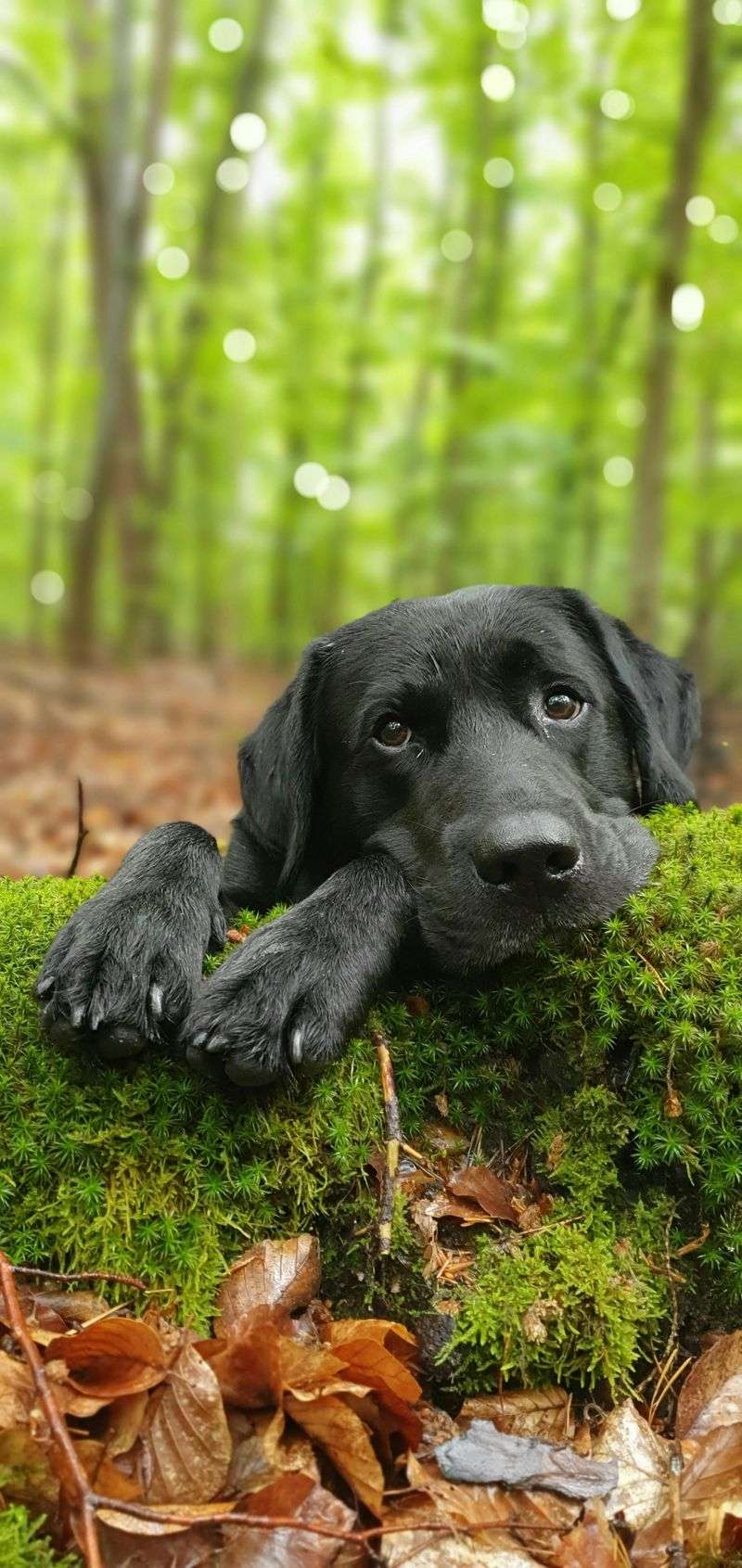 Labrador Retriever