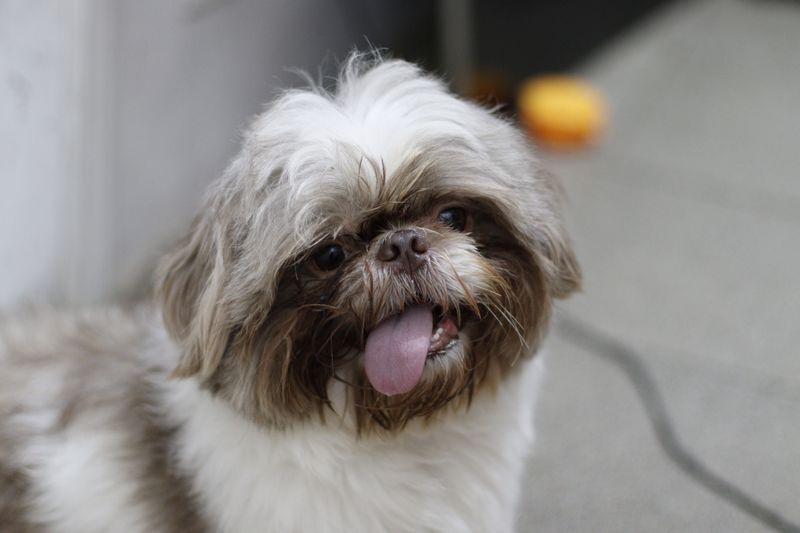 These small dog breeds can be especially prone to dental problems as they age 8 Shih Tzu