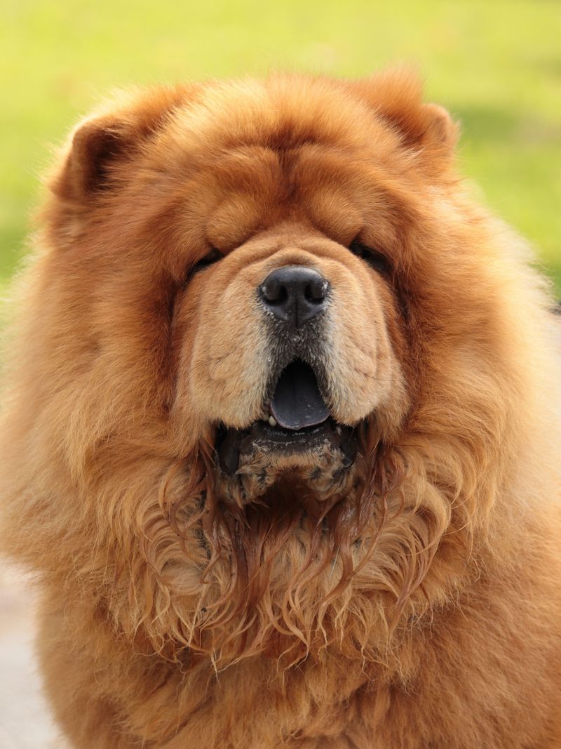 Your summer routine may feel normal - These breeds may need you to completely rethink it 7 Chow Chow: Respect That Fluffy Coat