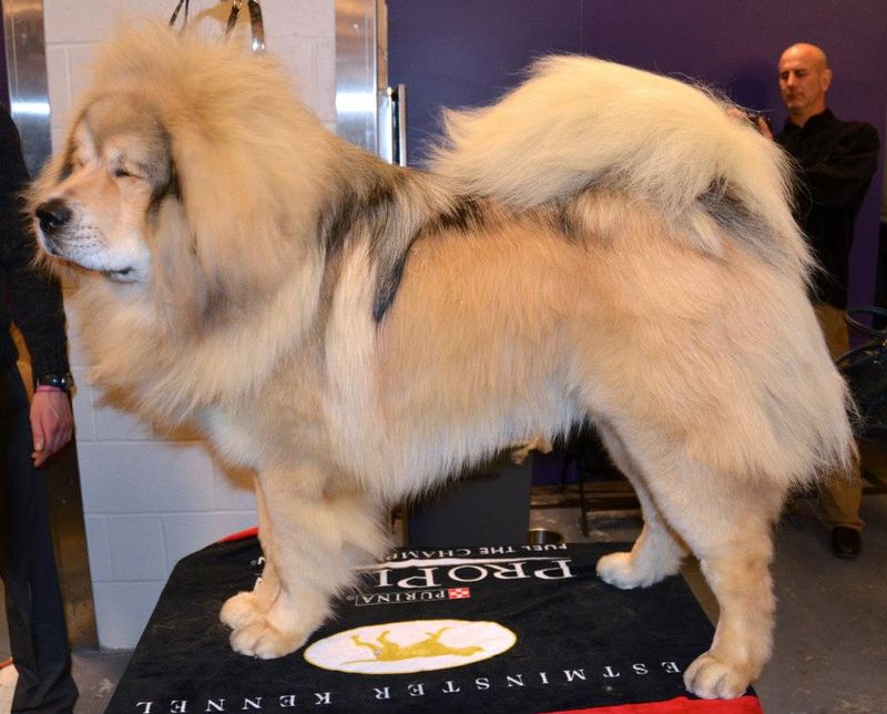 13 dog breeds known for their high adoption and ownership costs 4 Tibetan Mastiff