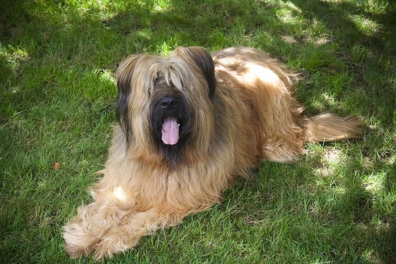 A well-planned routine helps these dog breeds flourish indoors 3 Briard