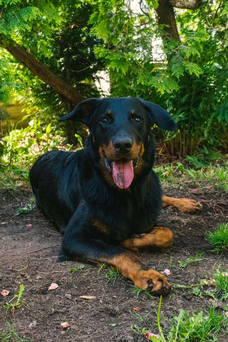 Looking for steady confidence instead of nonstop energy? Start with these dog breeds 7 Beauceron