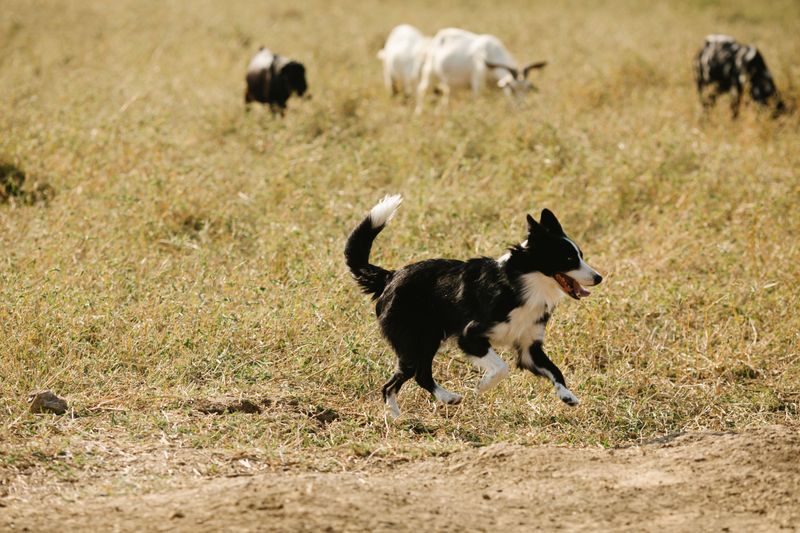 Border Collie