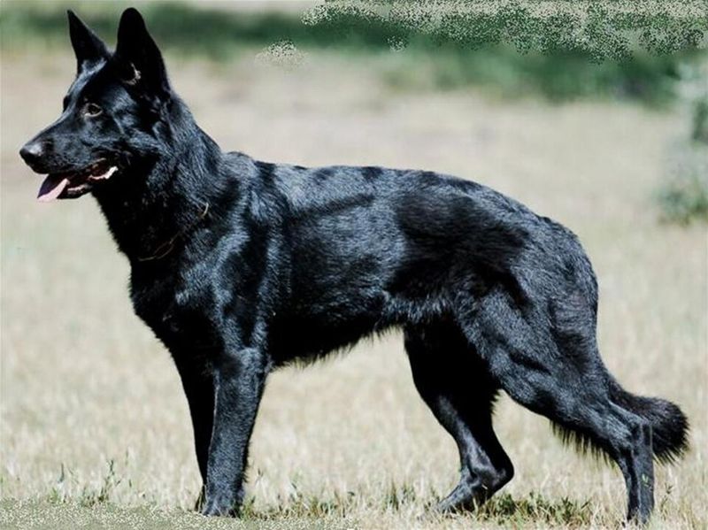 11 breeds that always want to know exactly what's happening around them 2 German Shepherd