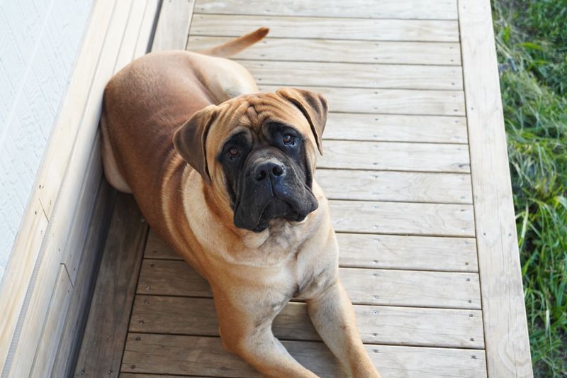 While every other dog rushes into the action, these 12 breeds may be watching from the sidelines 9 Bullmastiff