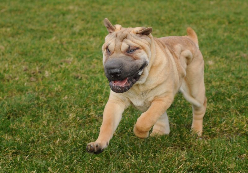 11 dogs that aren't known for showing much affection - plus 3 that love their owners with their whole heart 8 Shar Pei