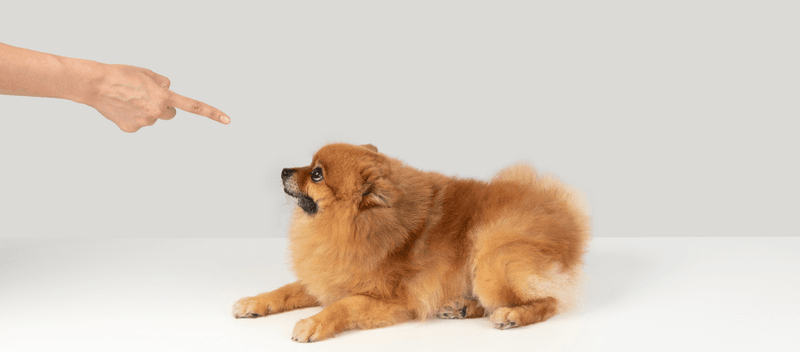 These 15 Dog Toys Can Boost Brain Power, According to Vets 9 Tug-and-Think Bungee Toy