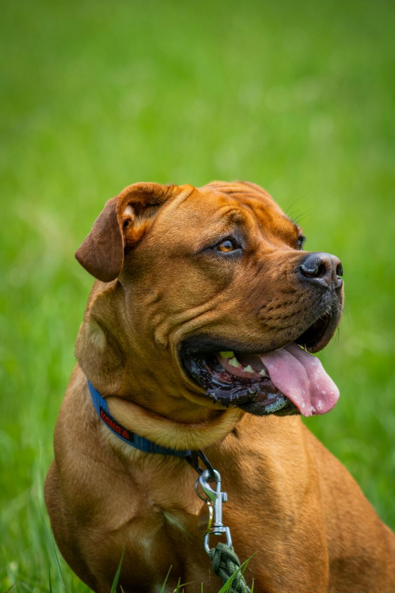Dogue de Bordeaux