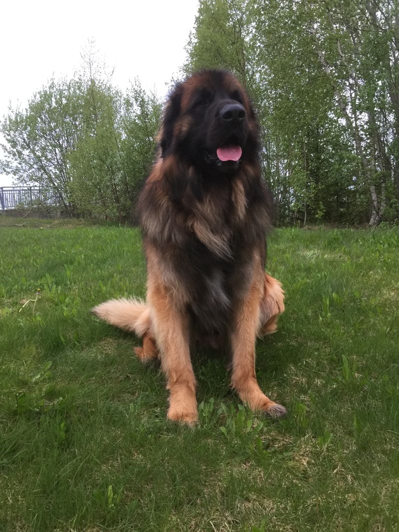 People trust these 12 dogs for protection - then they discover these 4 hidden gems 16 Estrela Mountain Dog